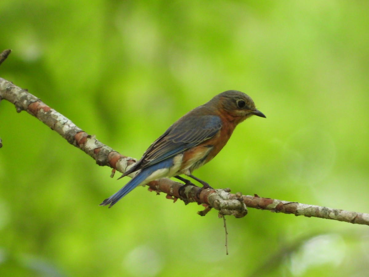 Eastern Bluebird - ML636142497