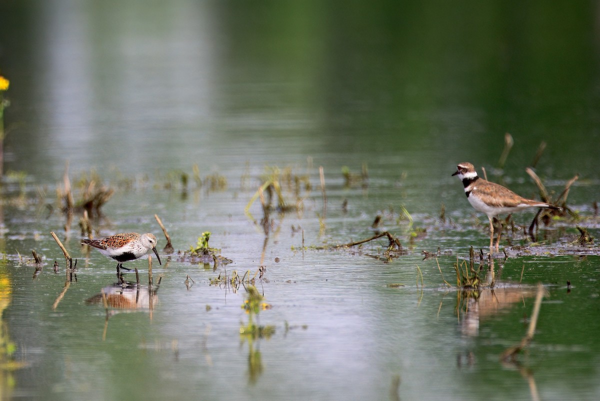 jespák obecný - ML636142507