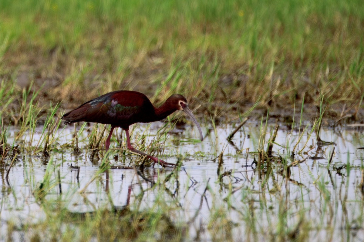 ibis americký - ML636142520