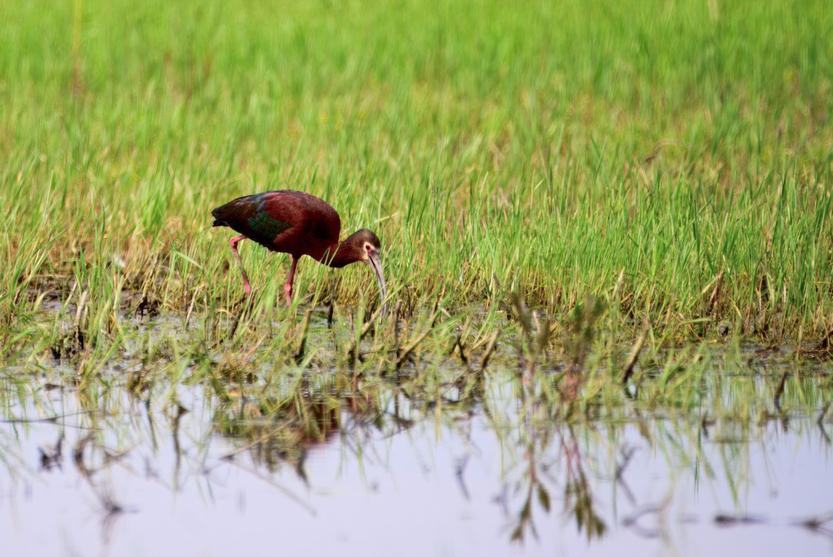 ibis americký - ML636142521
