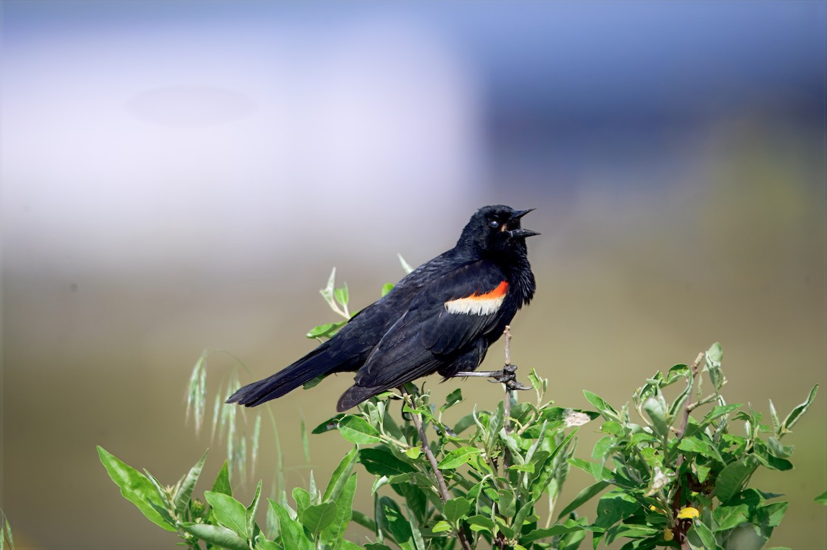 vlhovec červenokřídlý - ML636142539