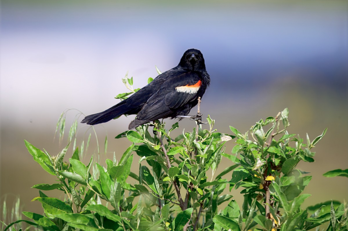 vlhovec červenokřídlý - ML636142540