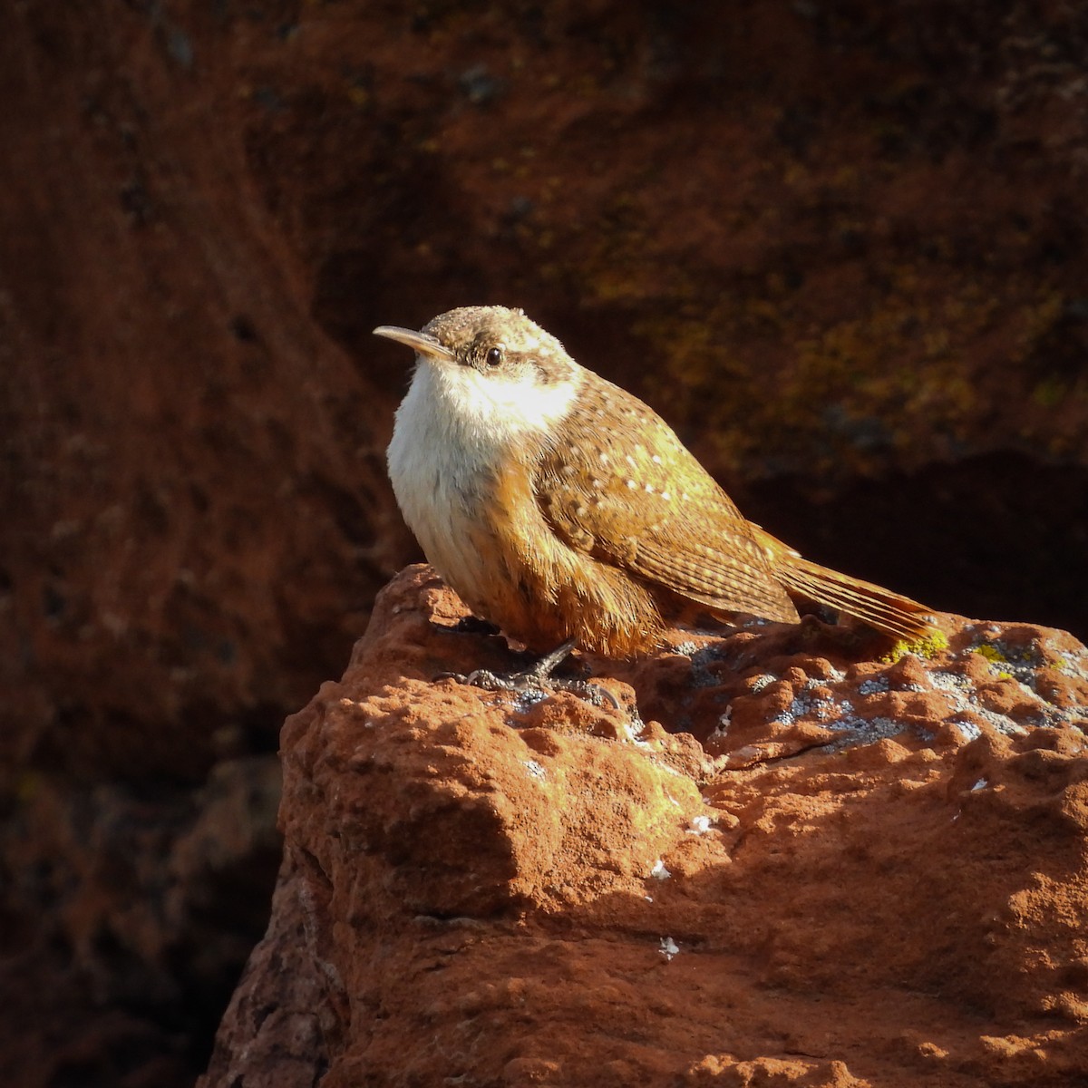 Troglodyte des canyons - ML636142672