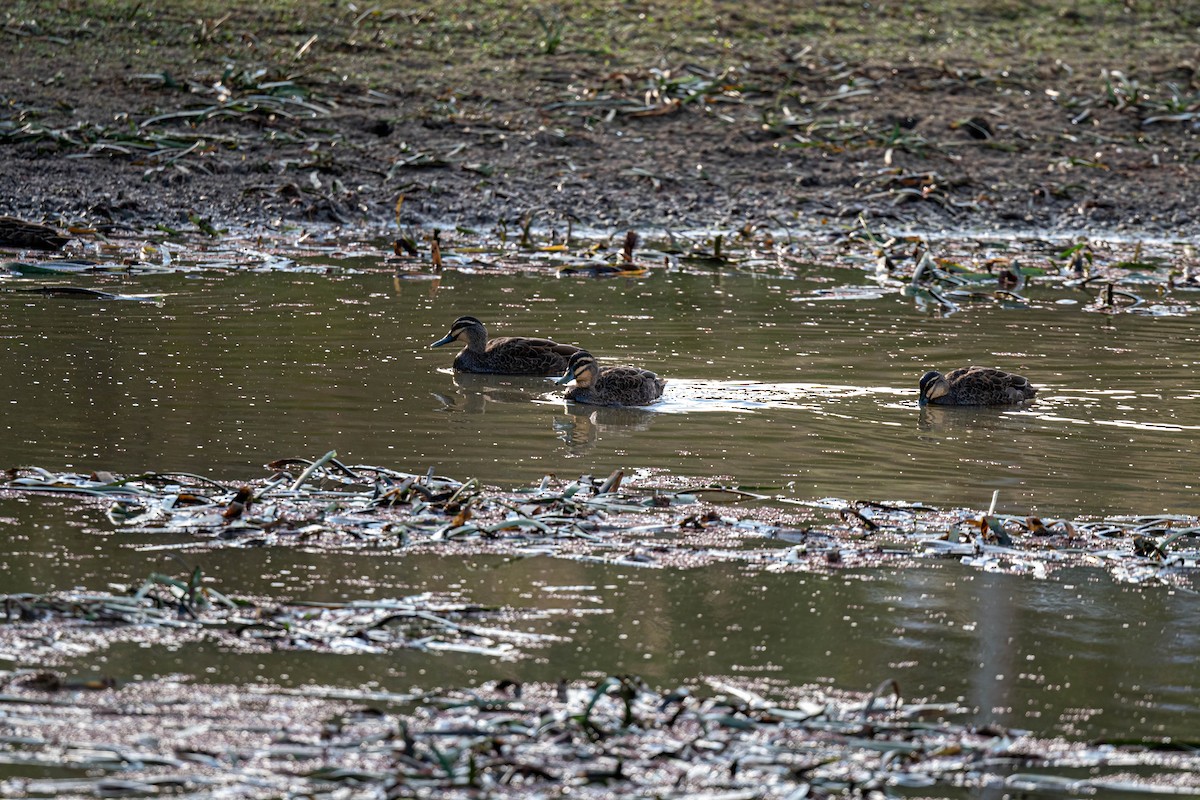 Canard à sourcils - ML636142871