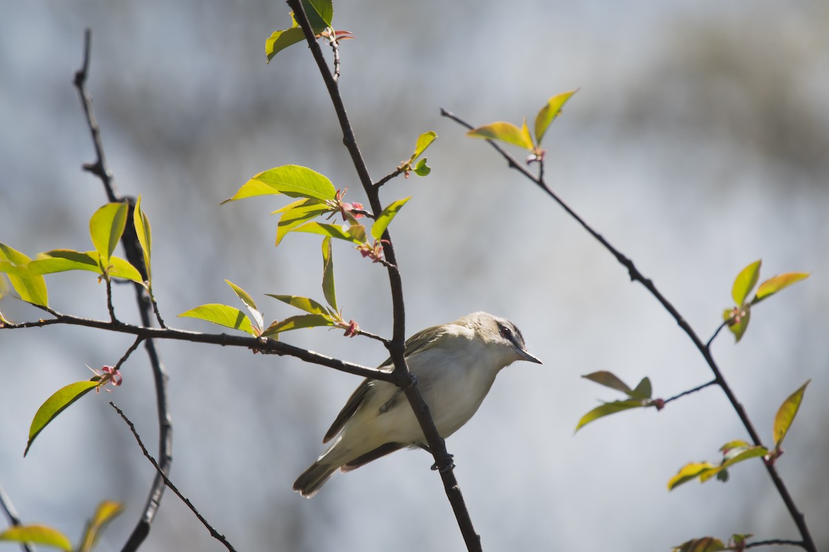 Red-eyed Vireo - ML636142878