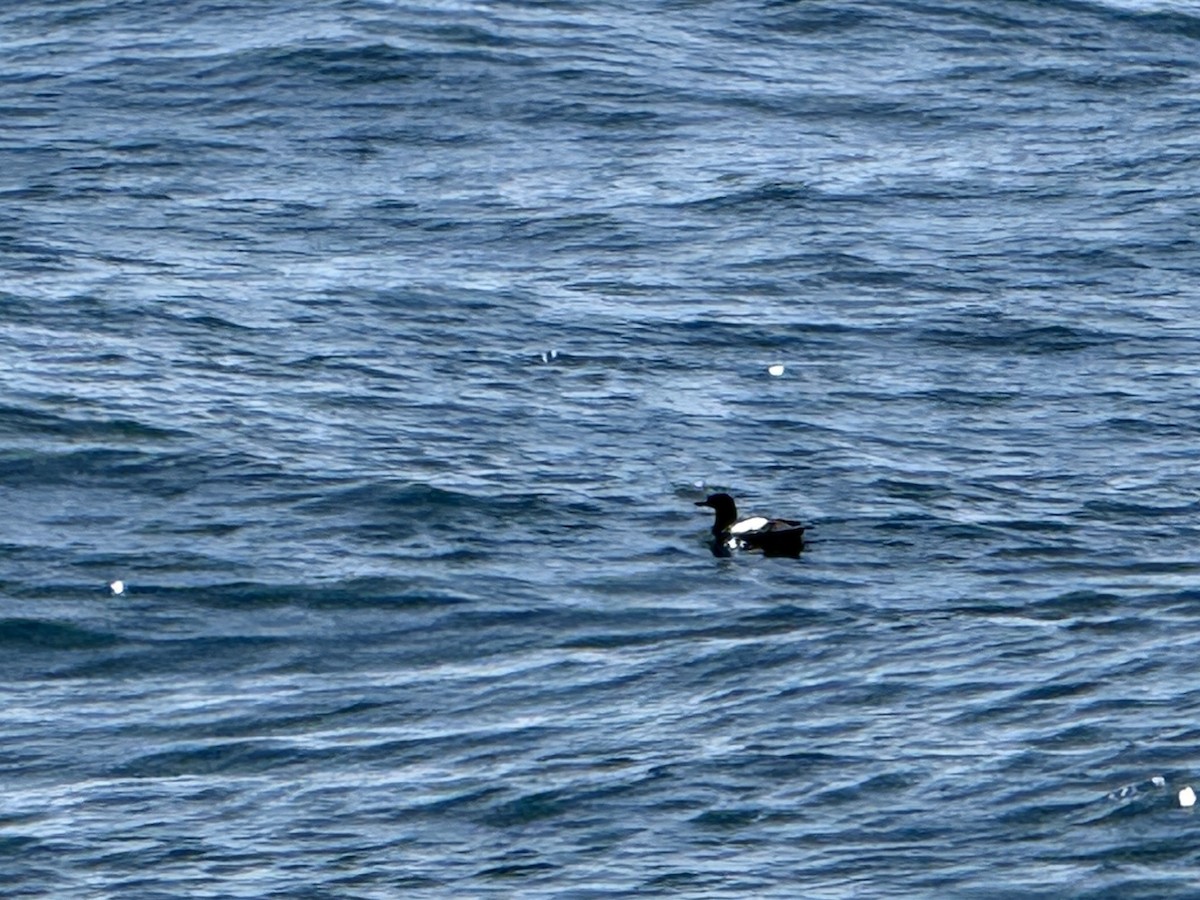 alkoun holubí - ML636142911