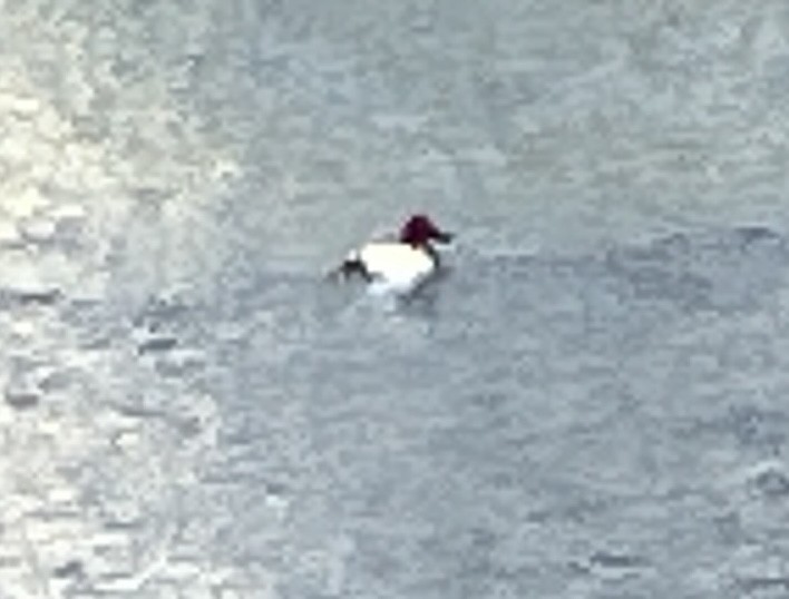 Canvasback - ML636142931