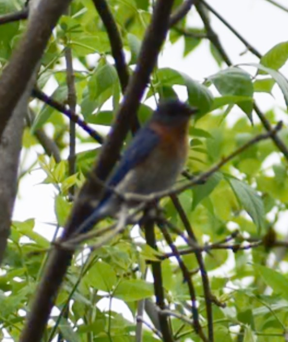 Eastern Bluebird - ML636142969