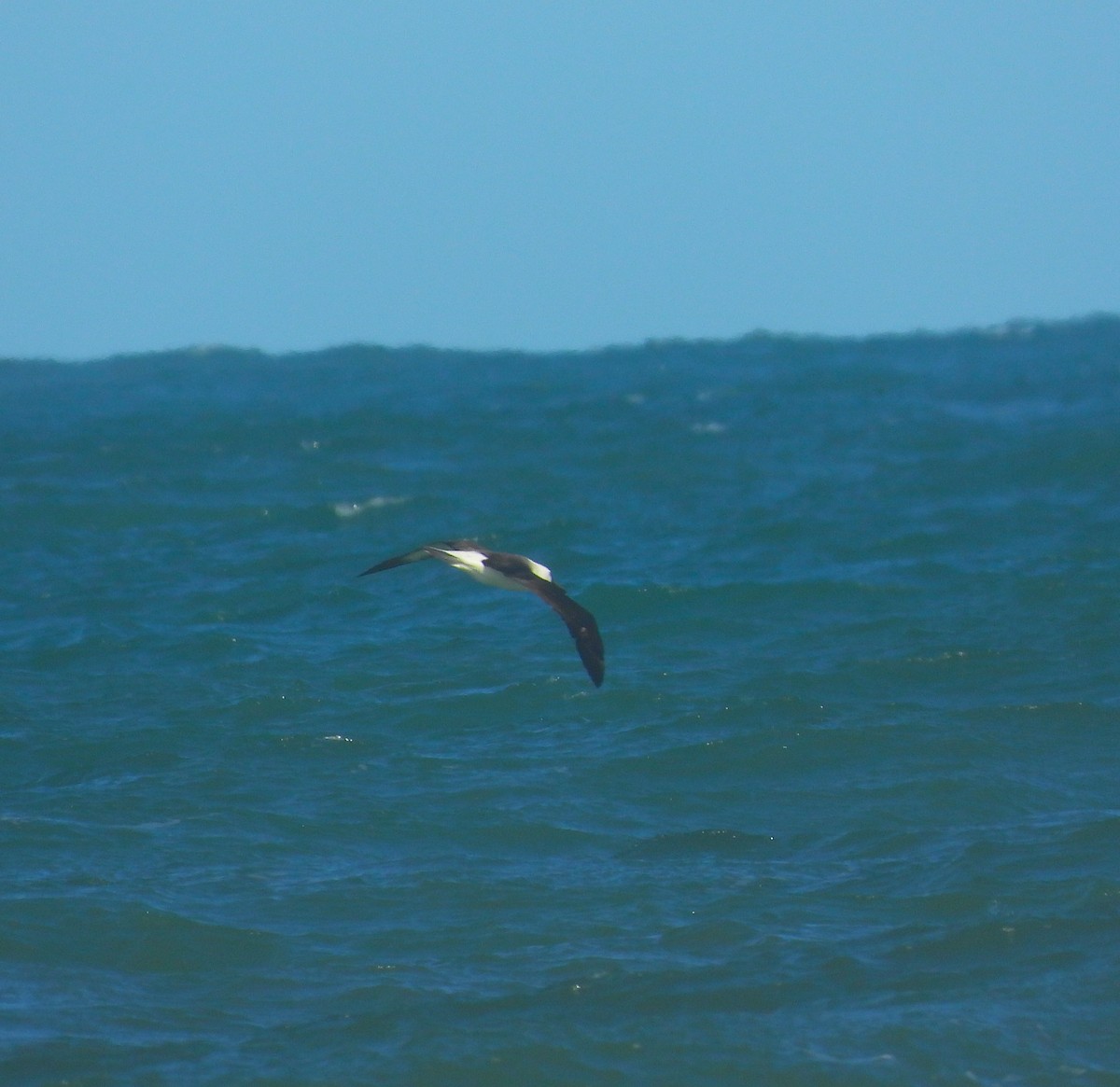 Atlantic Yellow-nosed Albatross - ML636142991