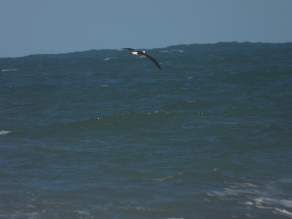 Atlantic Yellow-nosed Albatross - ML636142992