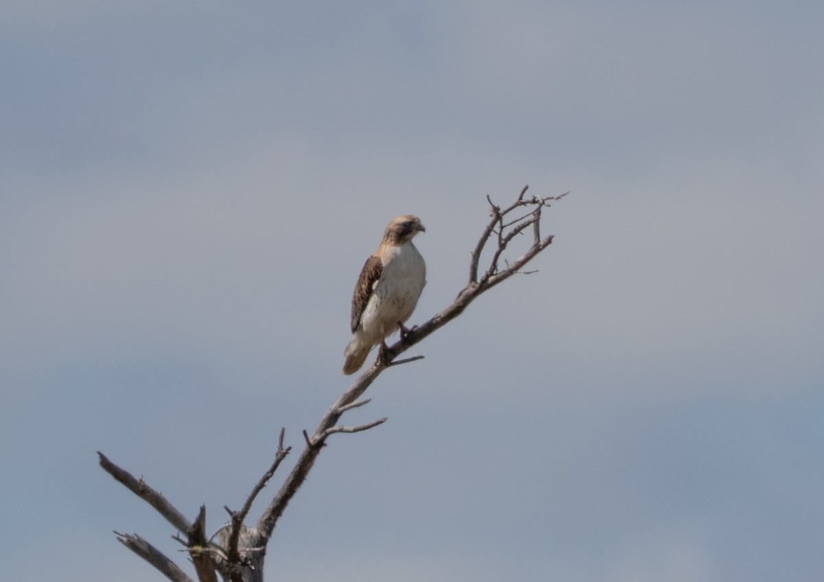 Red-tailed Hawk - ML636142996