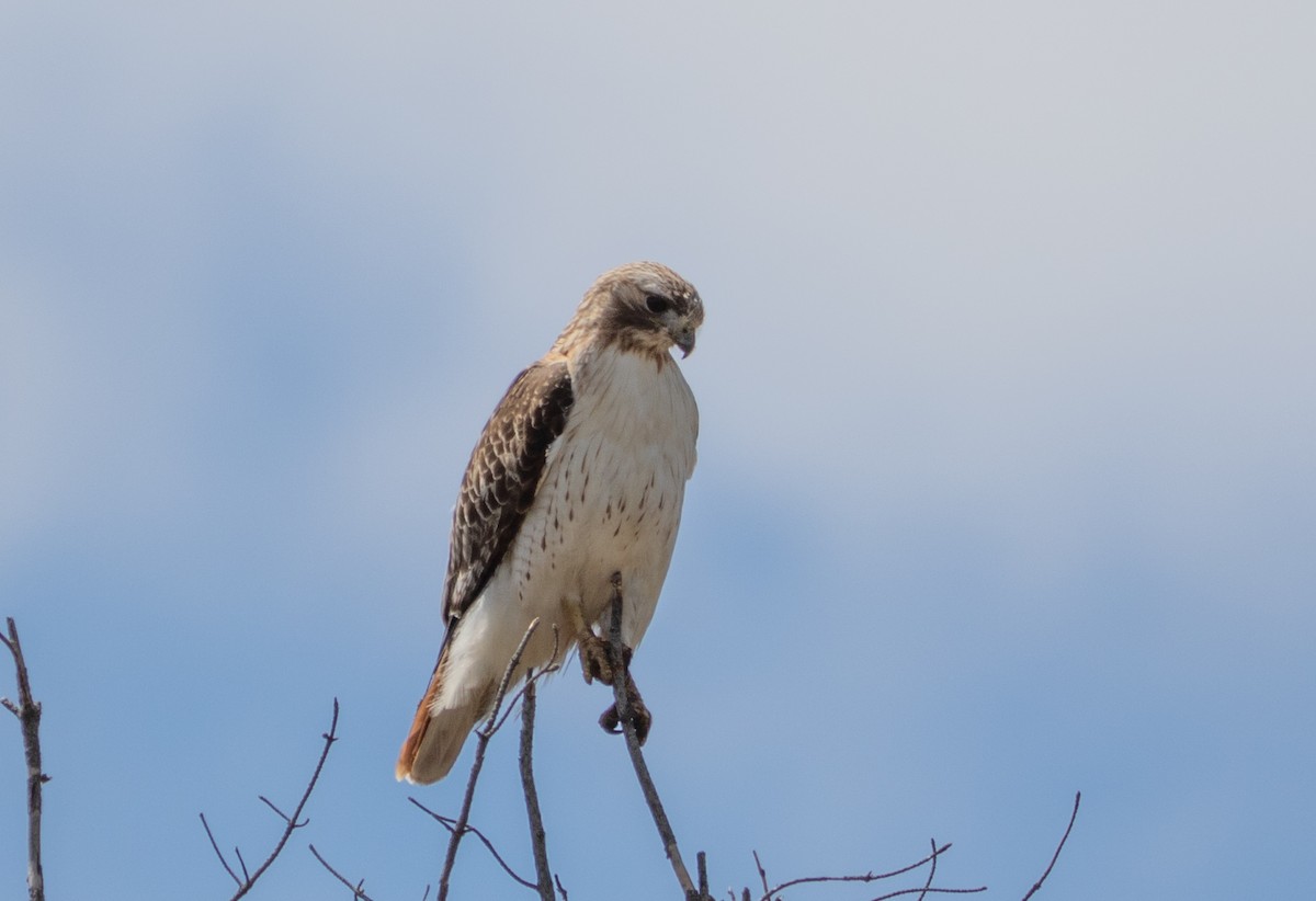Red-tailed Hawk - ML636142997