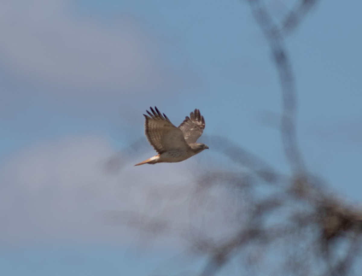 Red-tailed Hawk - ML636142998