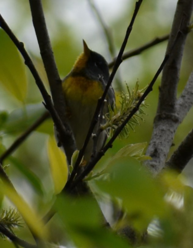 Northern Parula - ML636143005