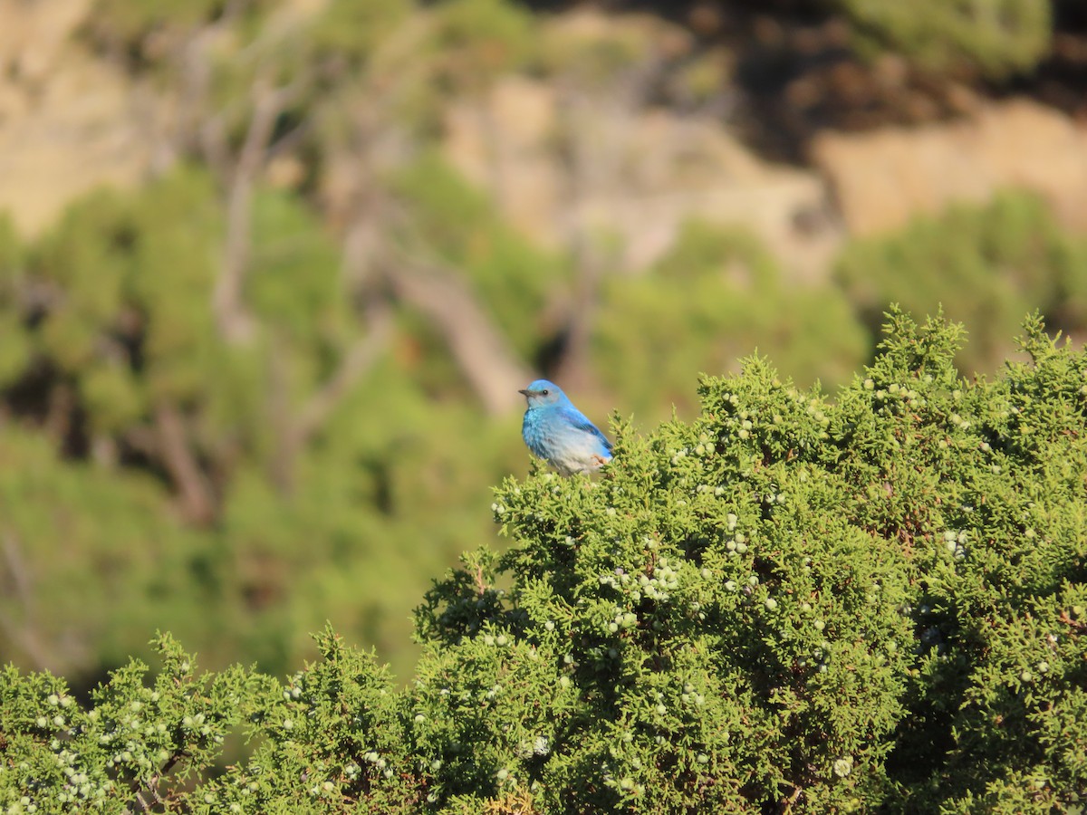 Mountain Bluebird - ML636143026