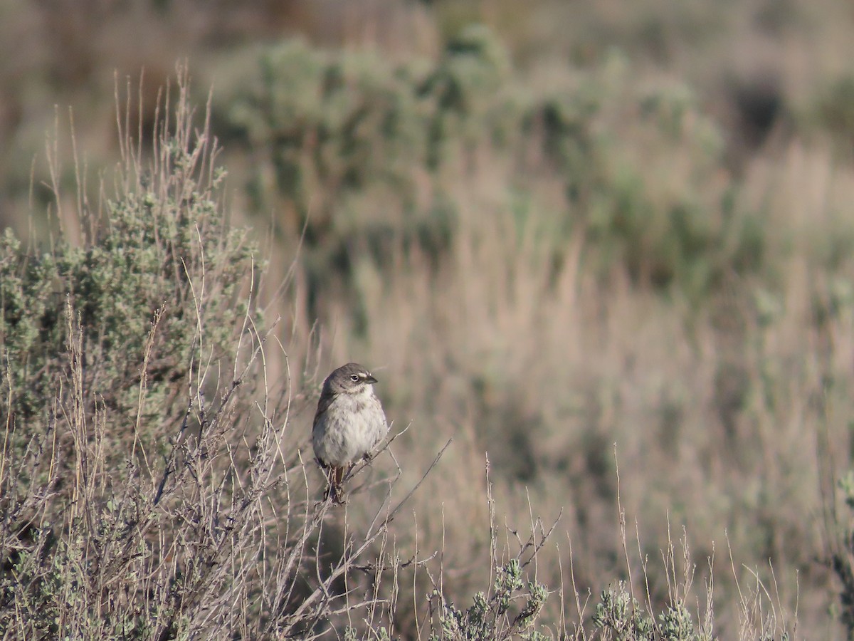 Sagebrush Sparrow - ML636143038