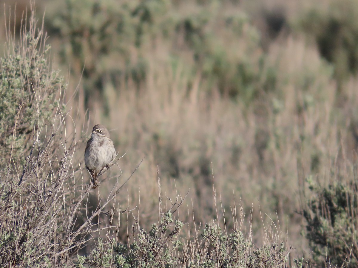 Sagebrush Sparrow - ML636143039