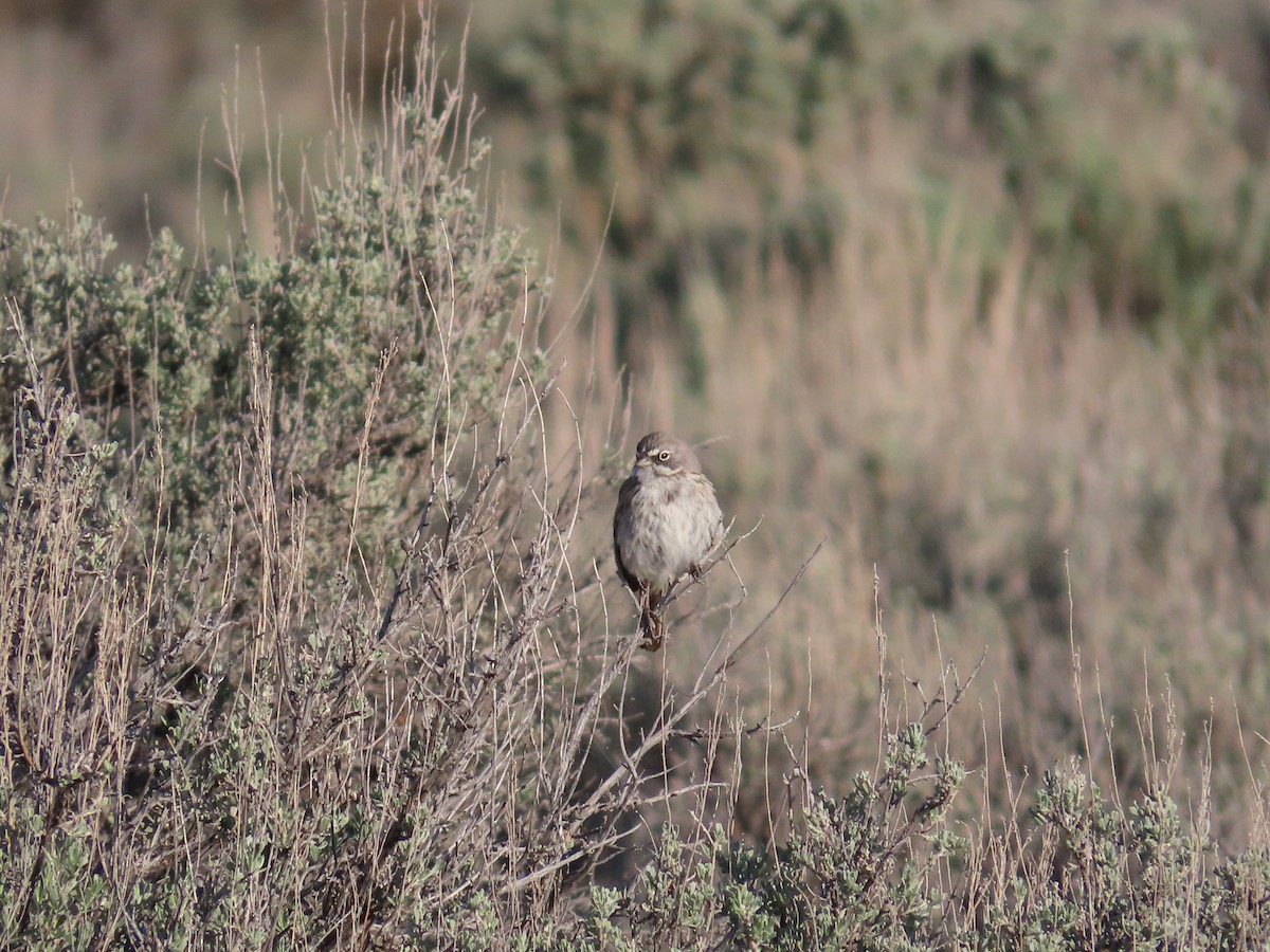 Sagebrush Sparrow - ML636143040