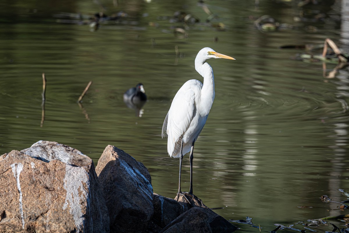Grande Aigrette - ML636143042