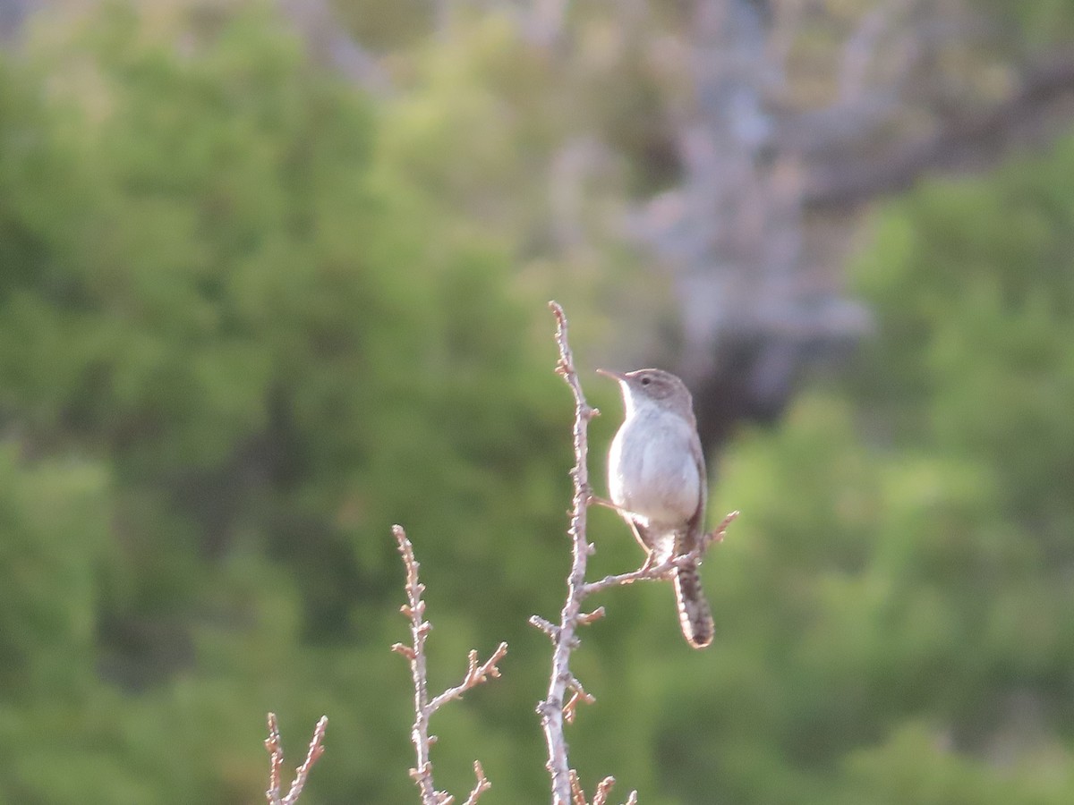 Bewick's Wren - ML636143082