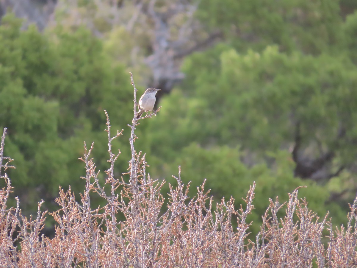 Bewick's Wren - ML636143084