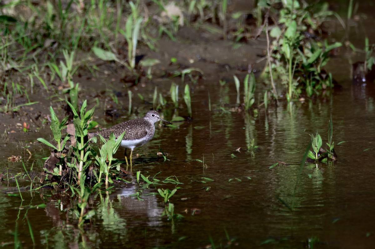 vodouš samotářský - ML636143124