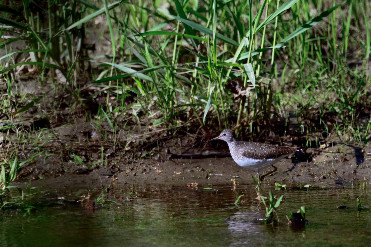 vodouš samotářský - ML636143125