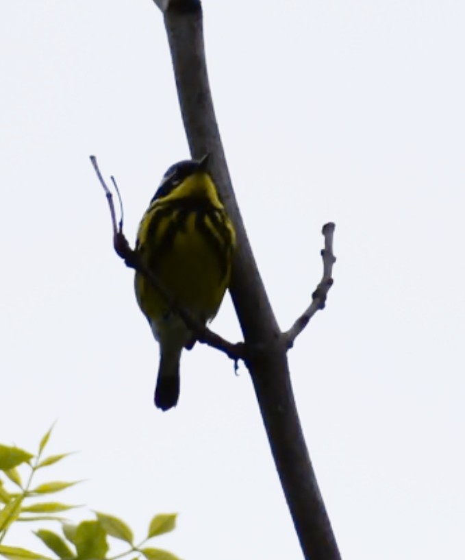 Magnolia Warbler - ML636143135