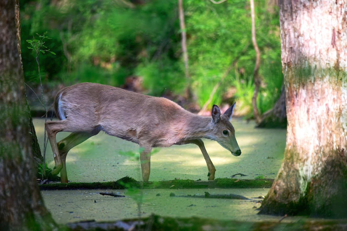White-tailed Deer - ML636143140