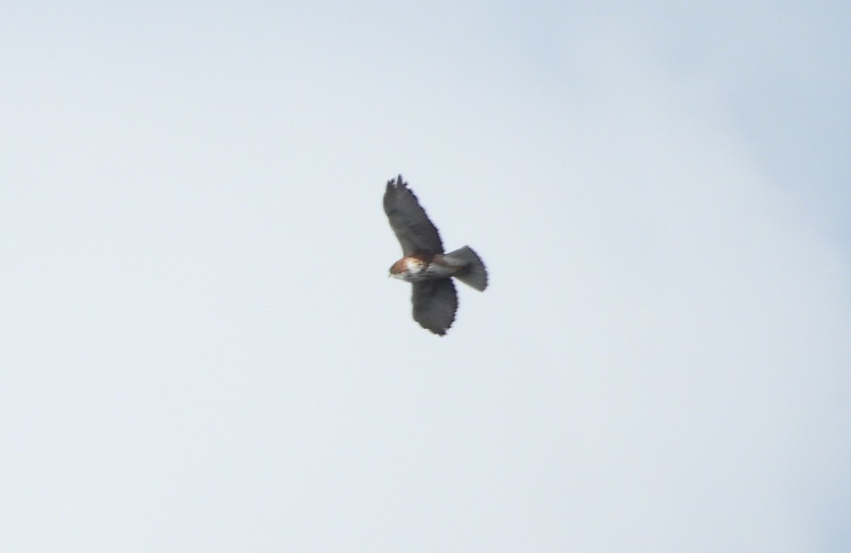 White-throated Hawk - ML636143142