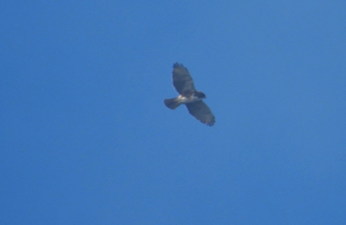 White-throated Hawk - ML636143143