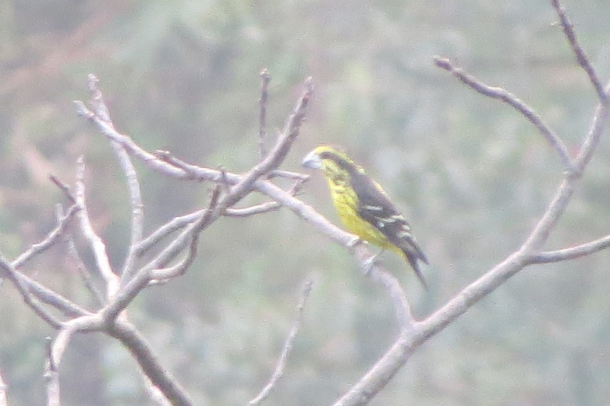 Spot-winged Grosbeak - ML636143148