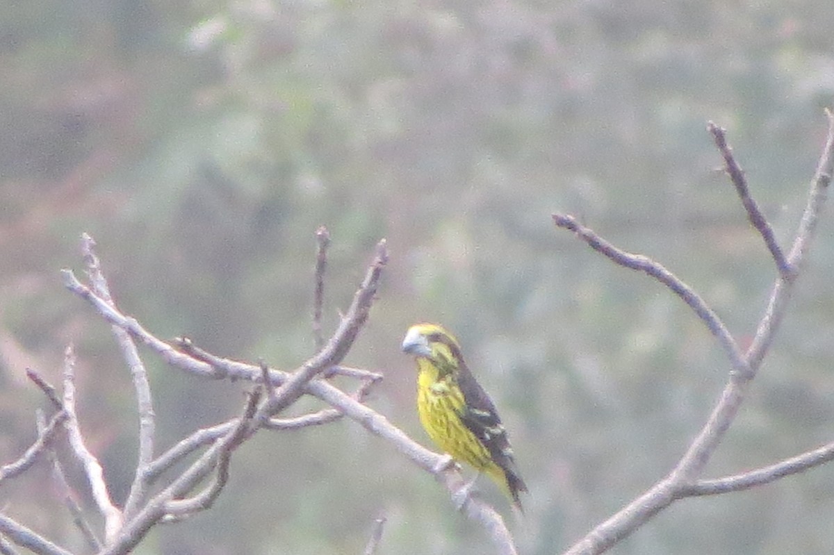 Spot-winged Grosbeak - ML636143149