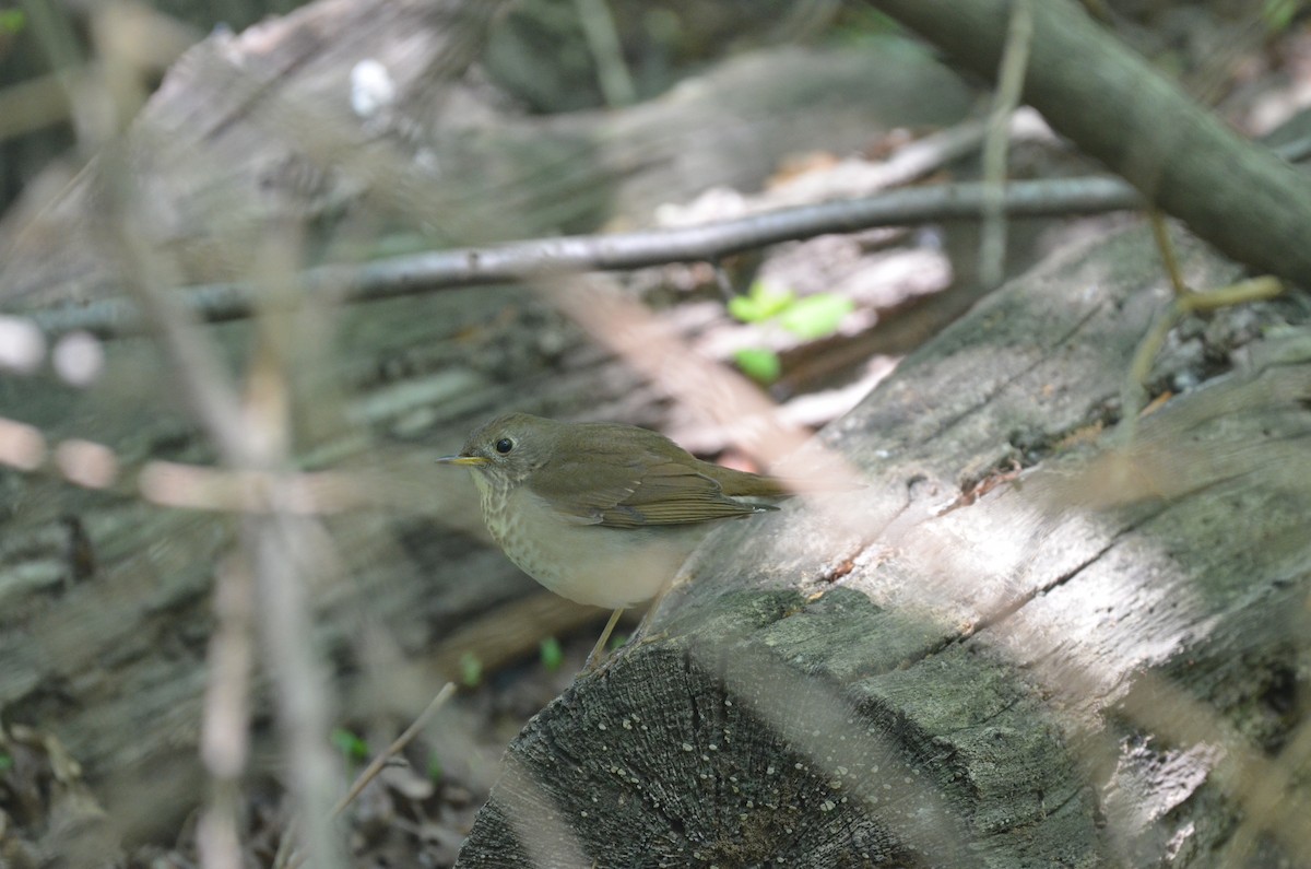 Bicknell's Thrush - ML636143317