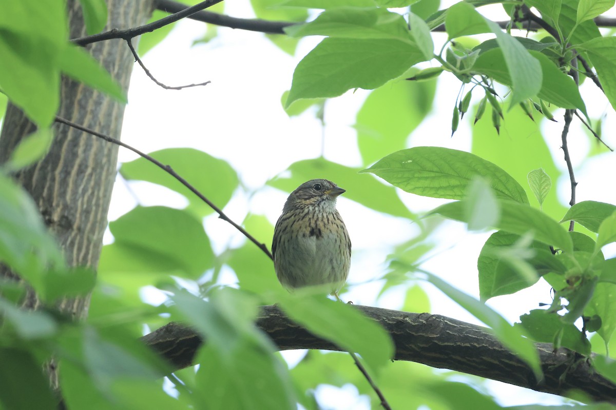 Lincoln's Sparrow - ML636143404