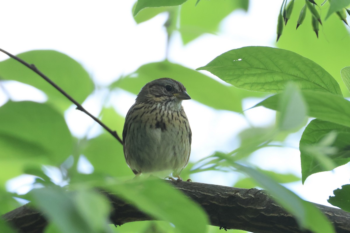Lincoln's Sparrow - ML636143408