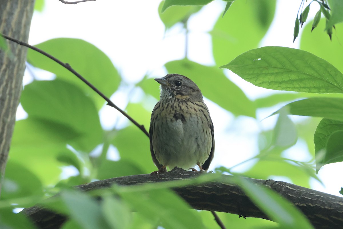 Lincoln's Sparrow - ML636143410