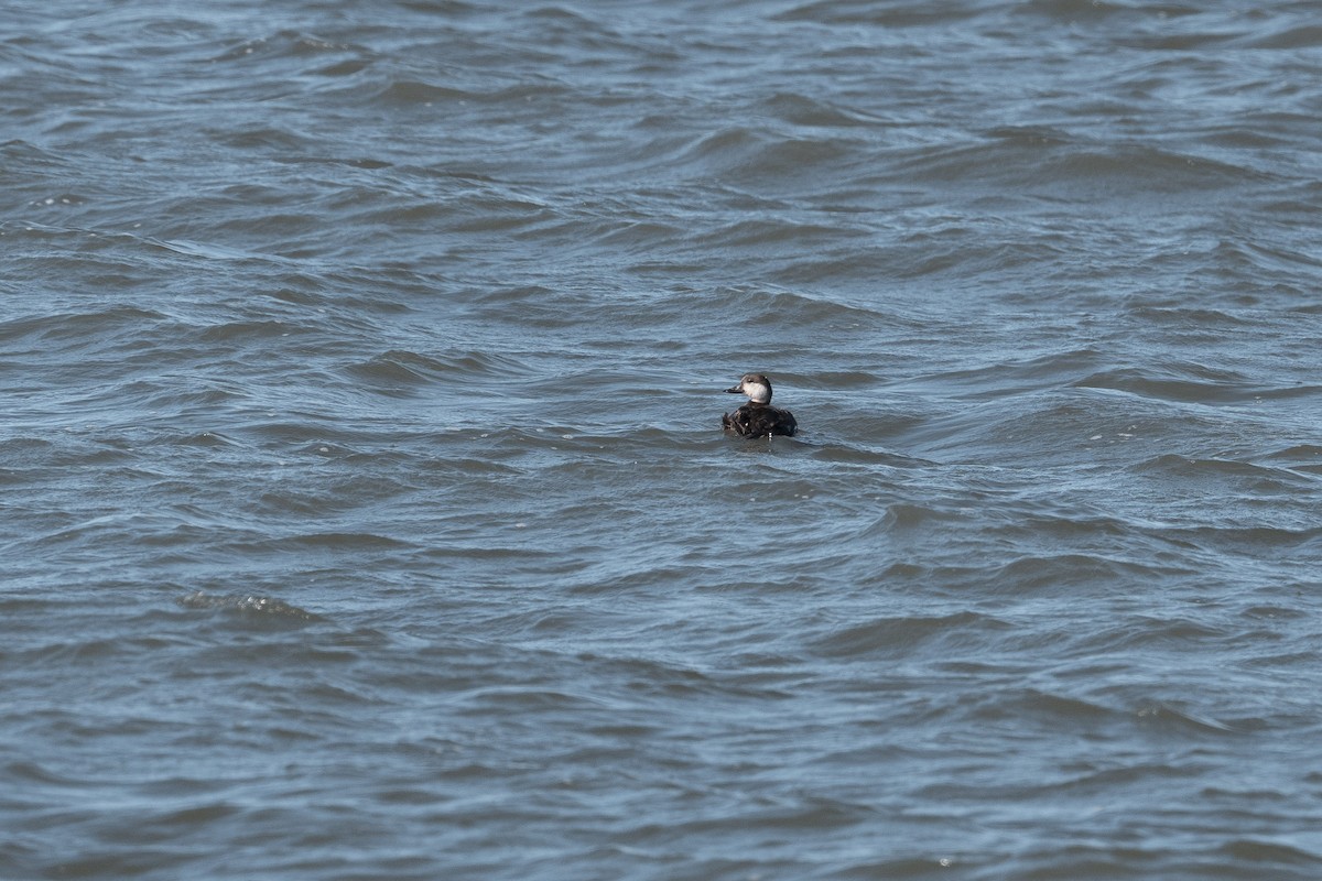 Black Scoter - ML636143436