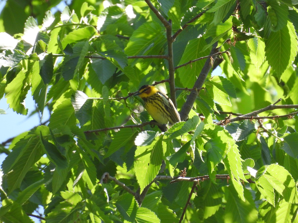 Cape May Warbler - ML636143512