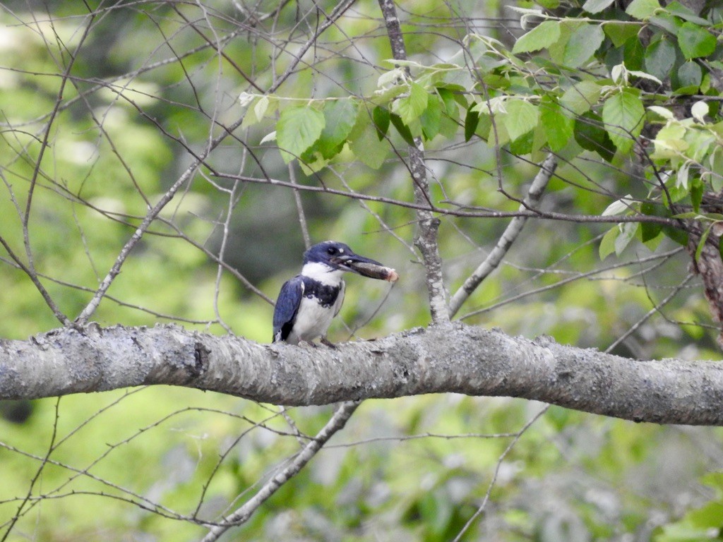Belted Kingfisher - ML636143543