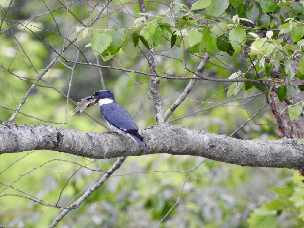 Belted Kingfisher - ML636143552