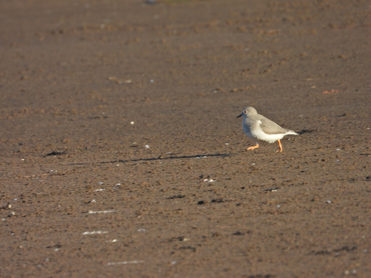 Magellanic Plover - ML636143614