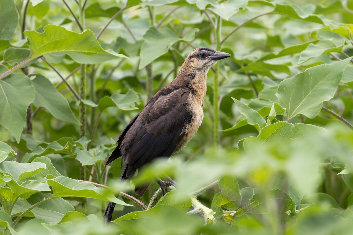 storhaletrupial - ML636143627