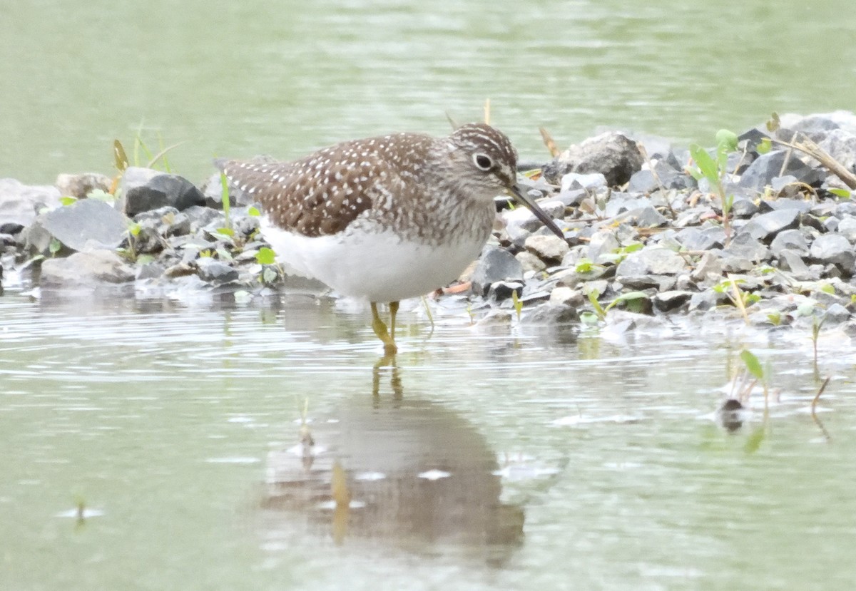 Solitary Sandpiper - ML636143723