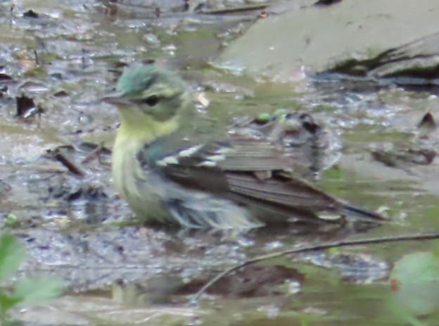 Cerulean Warbler - ML636143861