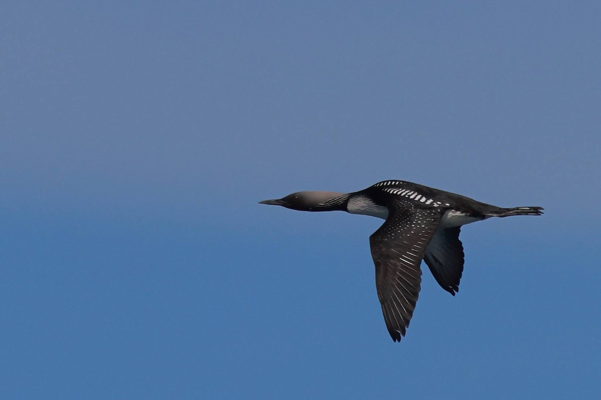 Pacific Loon - ML636143874