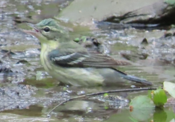 Cerulean Warbler - ML636143875