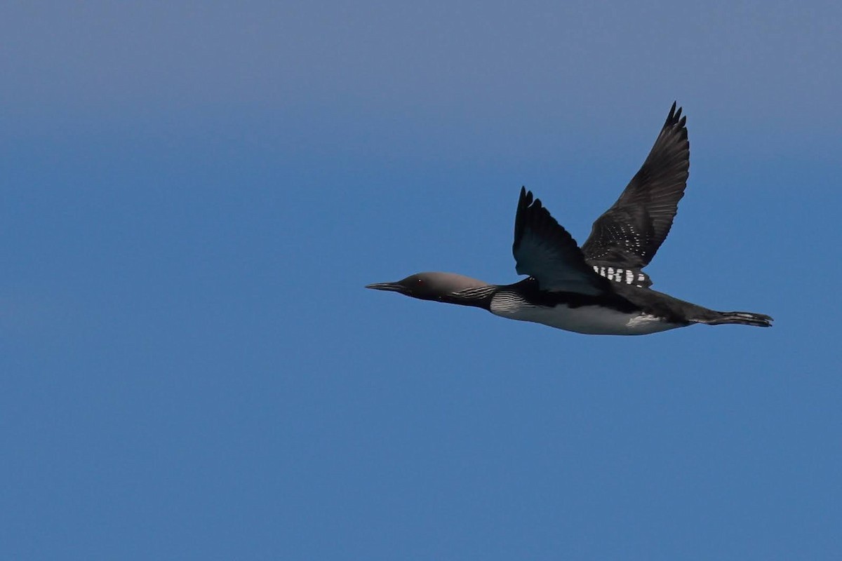 Pacific Loon - ML636143927