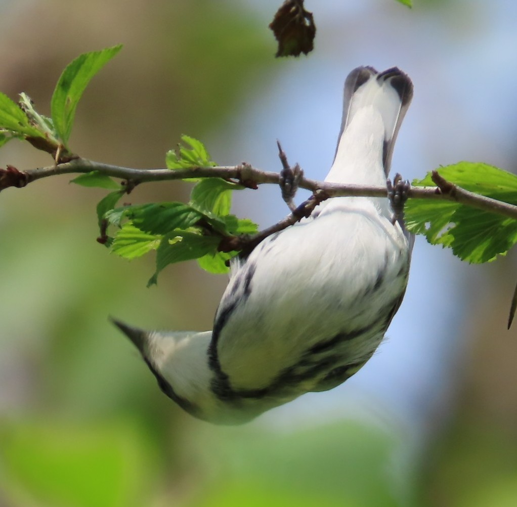 Cerulean Warbler - ML636143977