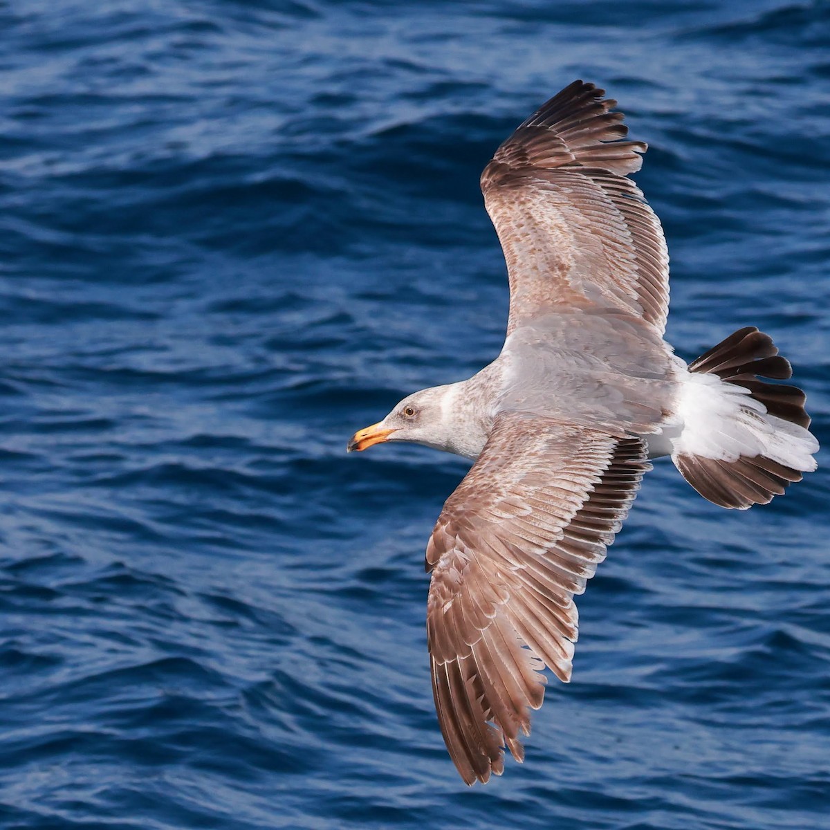 Western Gull - ML636144076